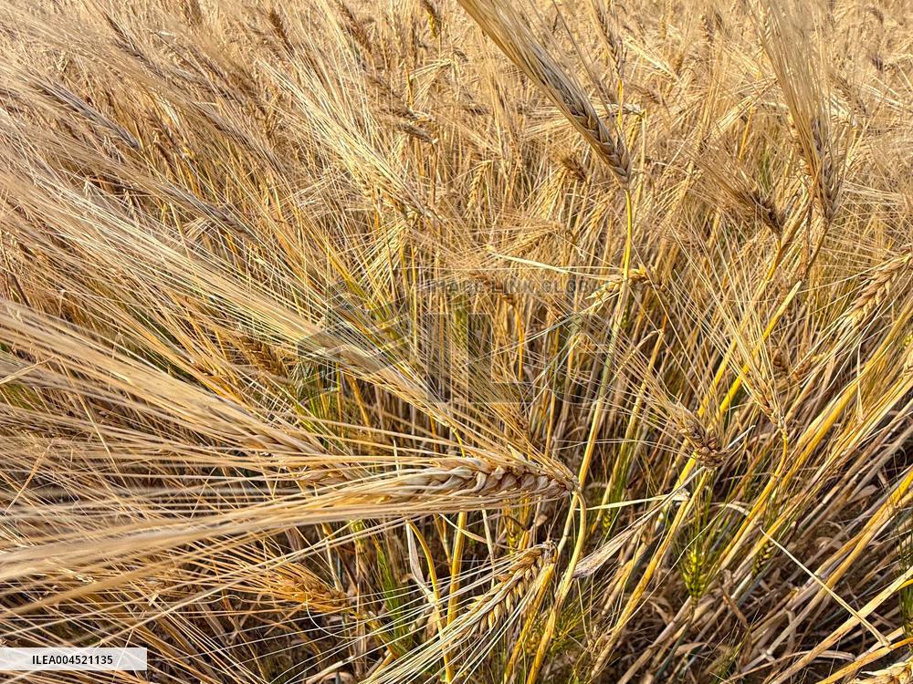 Wheat Field Illustration - France