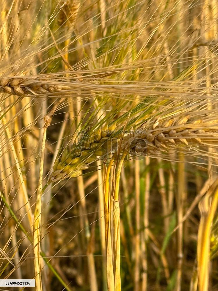Wheat Field Illustration - France
