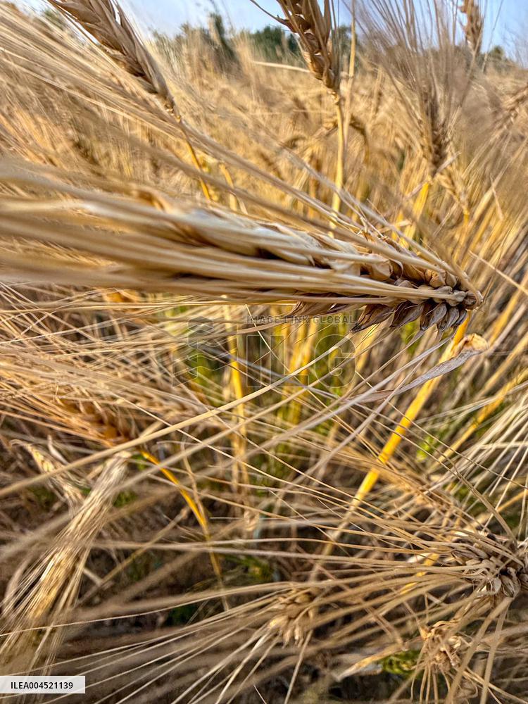 Wheat Field Illustration - France