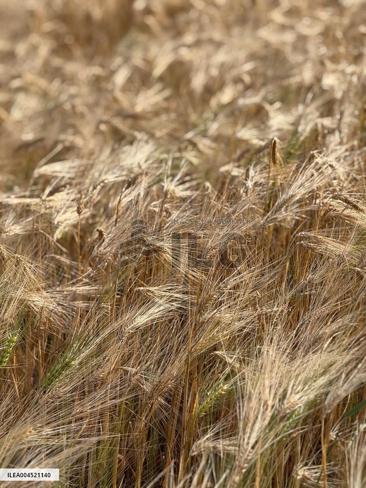 Wheat Field Illustration - France