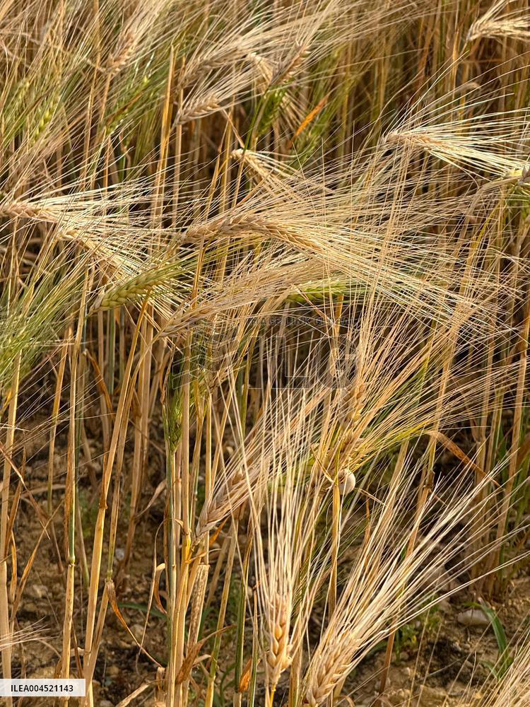 Wheat Field Illustration - France