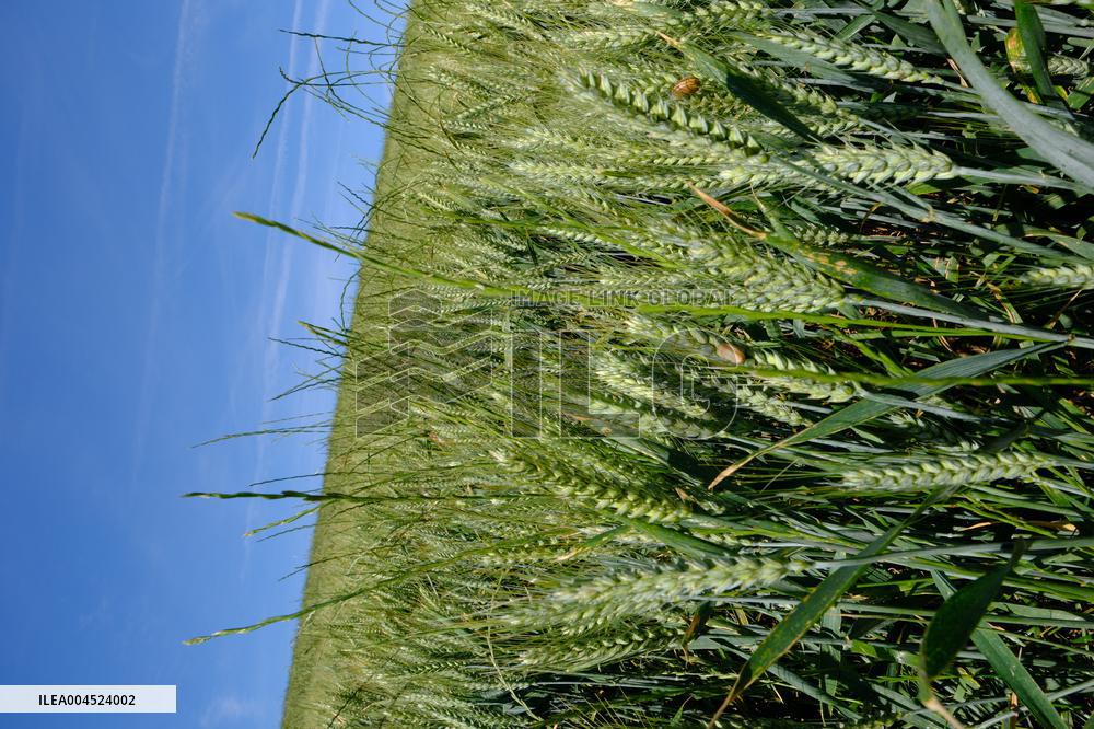 Wheat Field Illustration - France