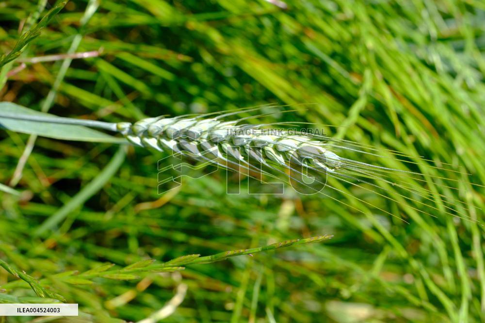 Wheat Field Illustration - France