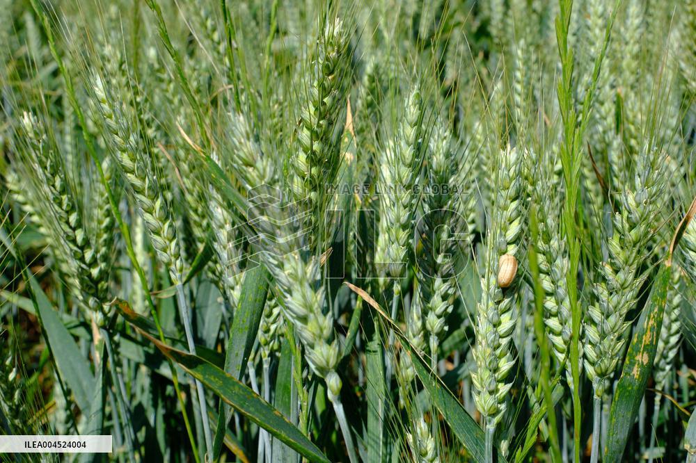 Wheat Field Illustration - France