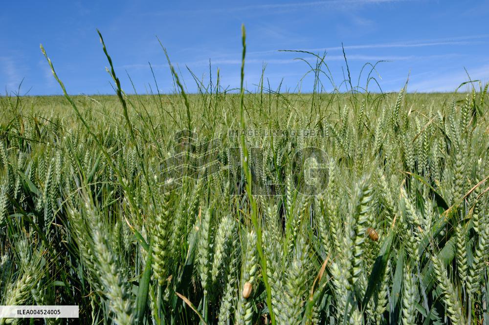 Wheat Field Illustration - France