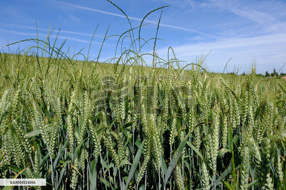 Wheat Field Illustration - France