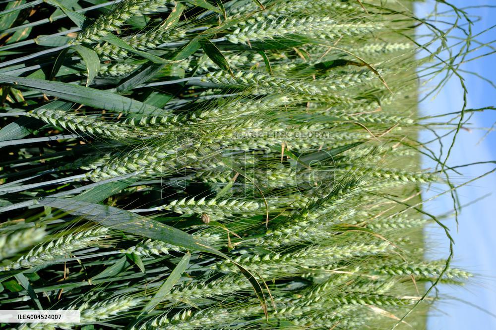 Wheat Field Illustration - France