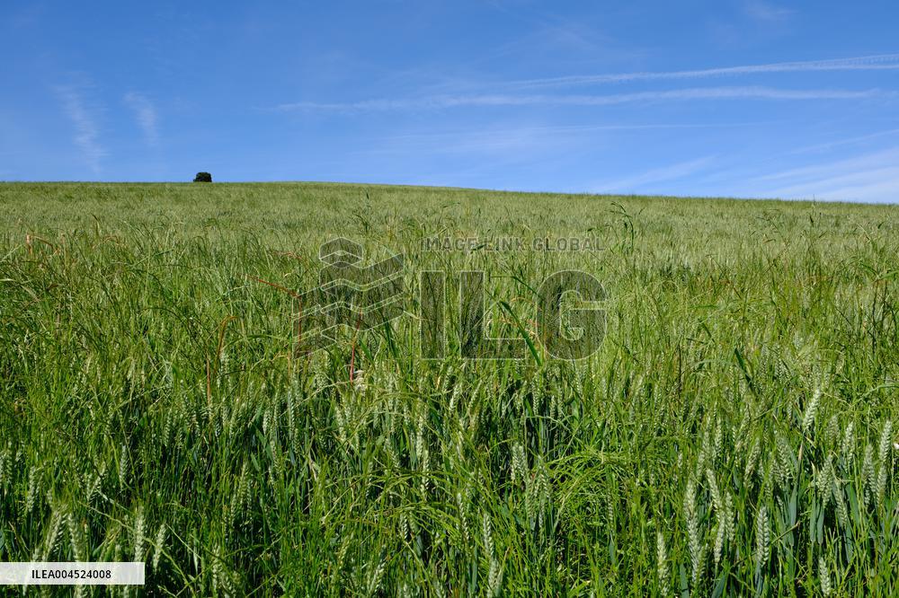 Wheat Field Illustration - France