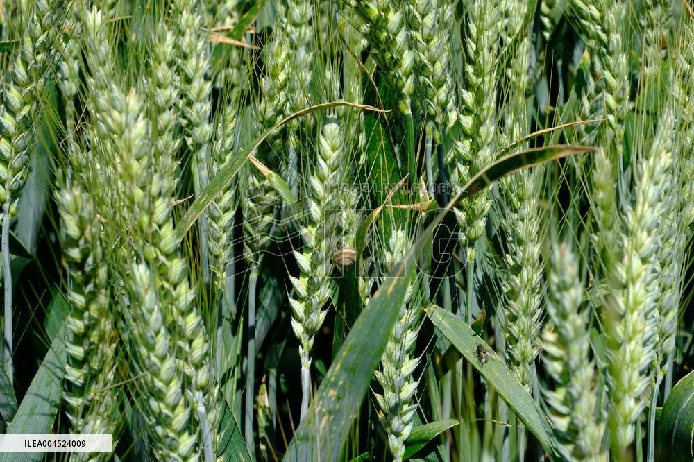 Wheat Field Illustration - France