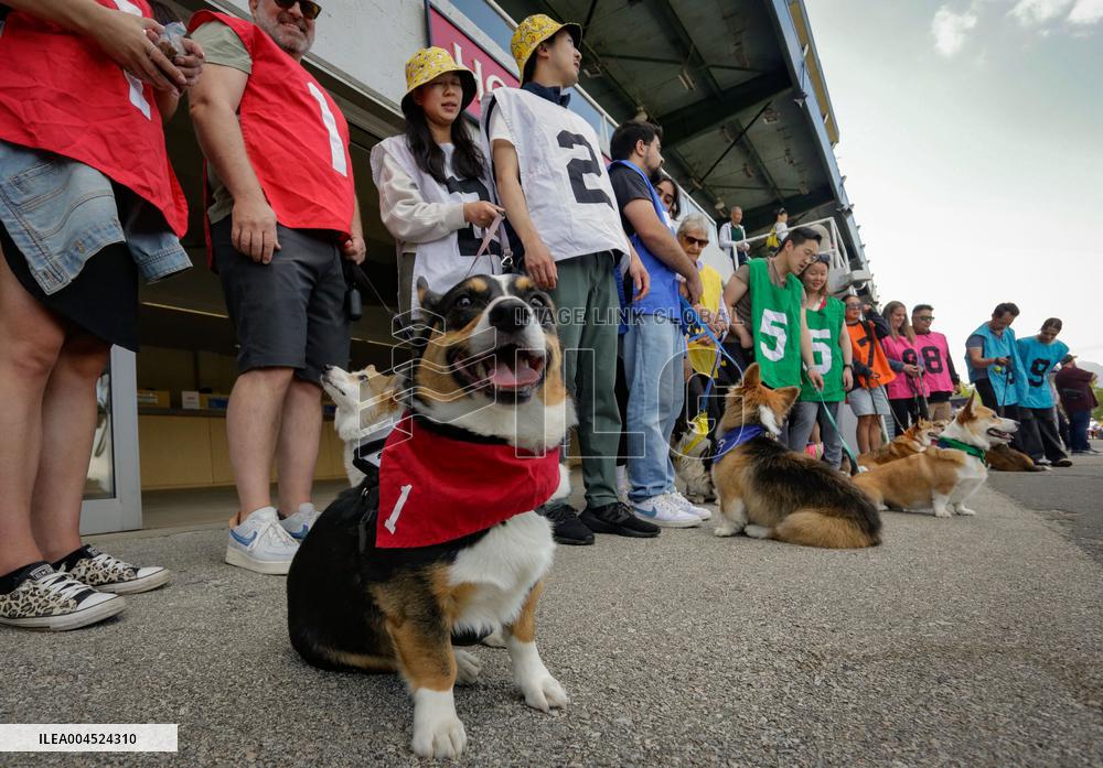 Corgi Race - Vancouver
