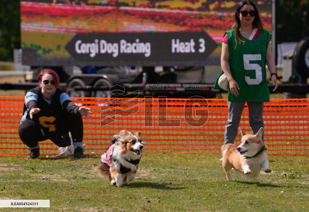 Corgi Race - Vancouver