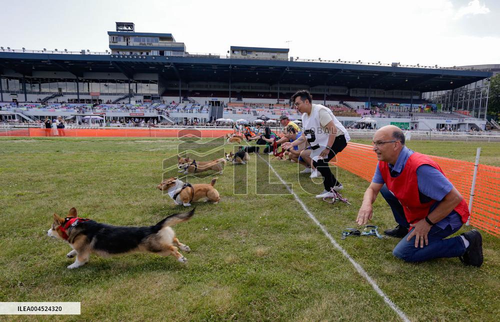 Corgi Race - Vancouver