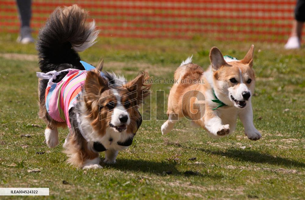 Corgi Race - Vancouver