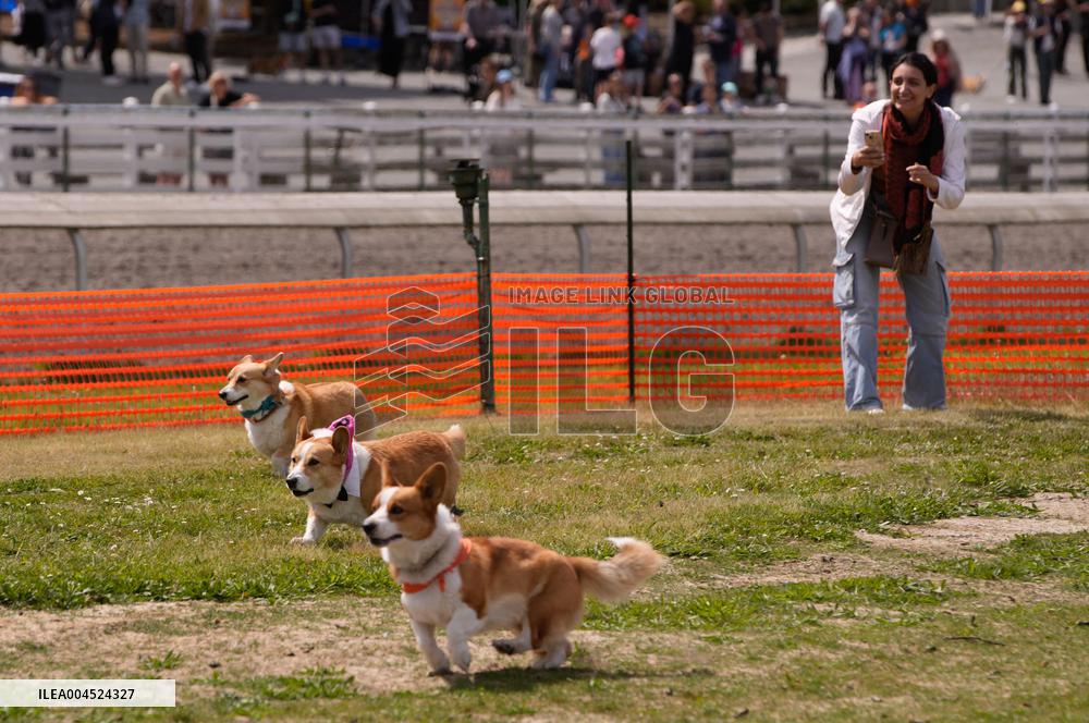 Corgi Race - Vancouver