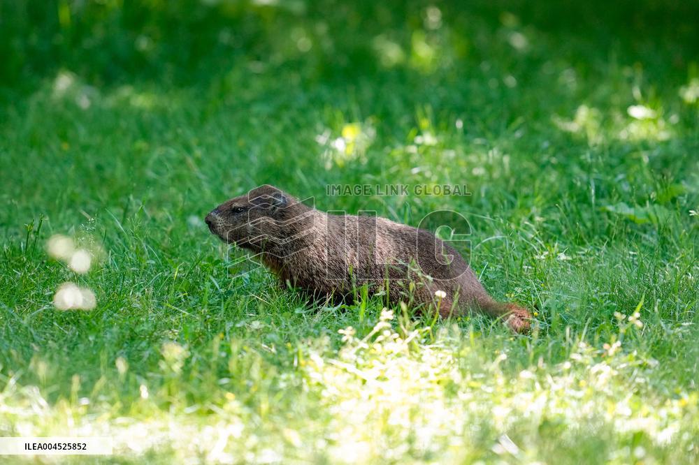 MOTORI - Formula 1 - Pirelli Grand Prix du Canada 2025