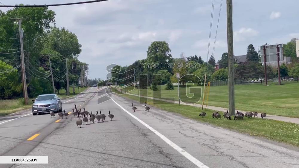 US: Geese Families Safely Cross NY Road Thanks to Motorists