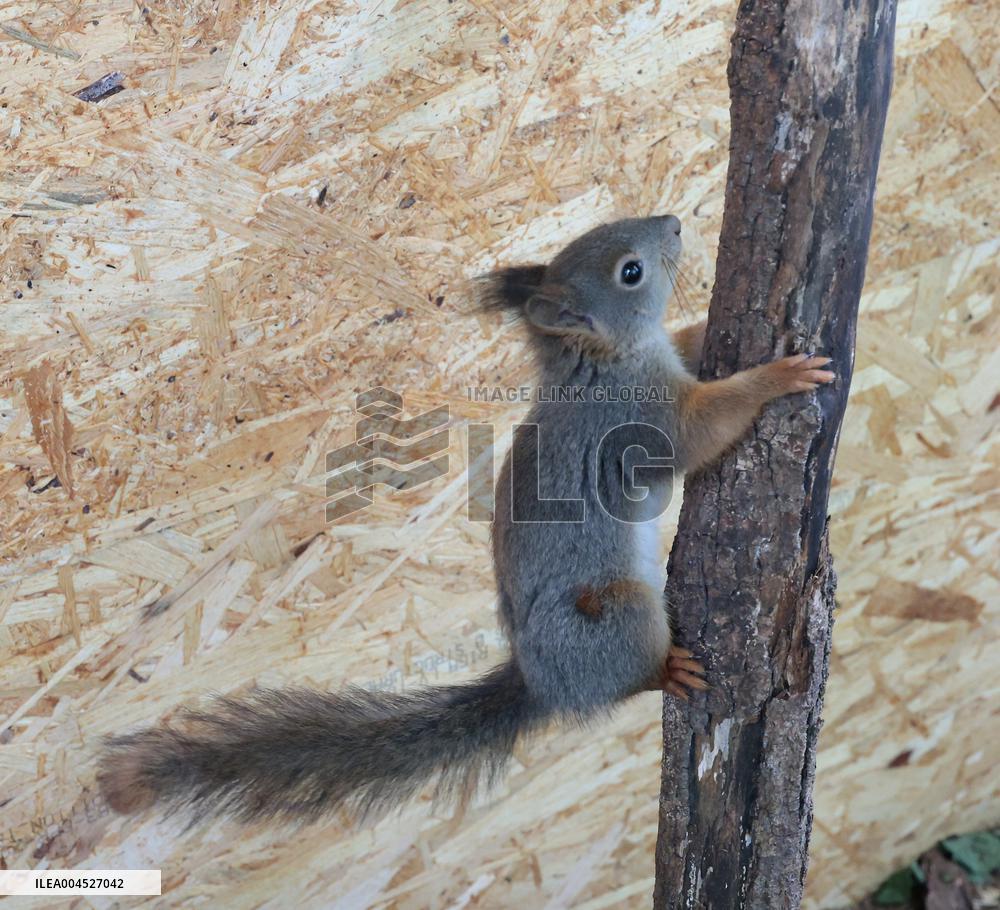 Urban Wildlife Rehabilitation