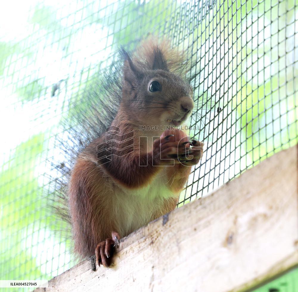 Urban Wildlife Rehabilitation