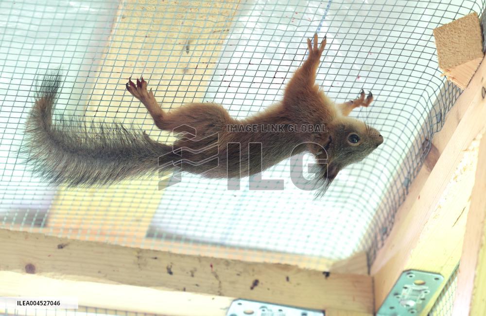 Urban Wildlife Rehabilitation