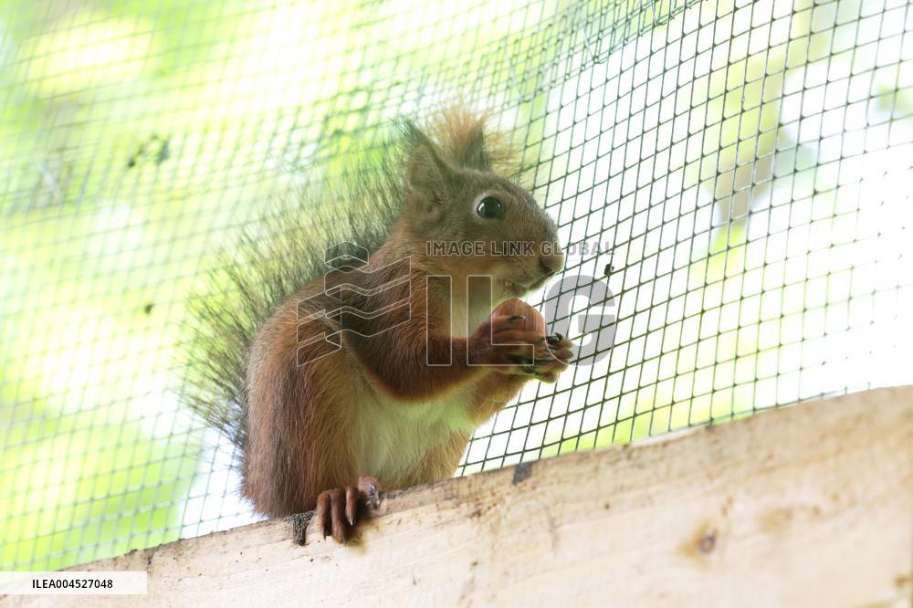 Urban Wildlife Rehabilitation