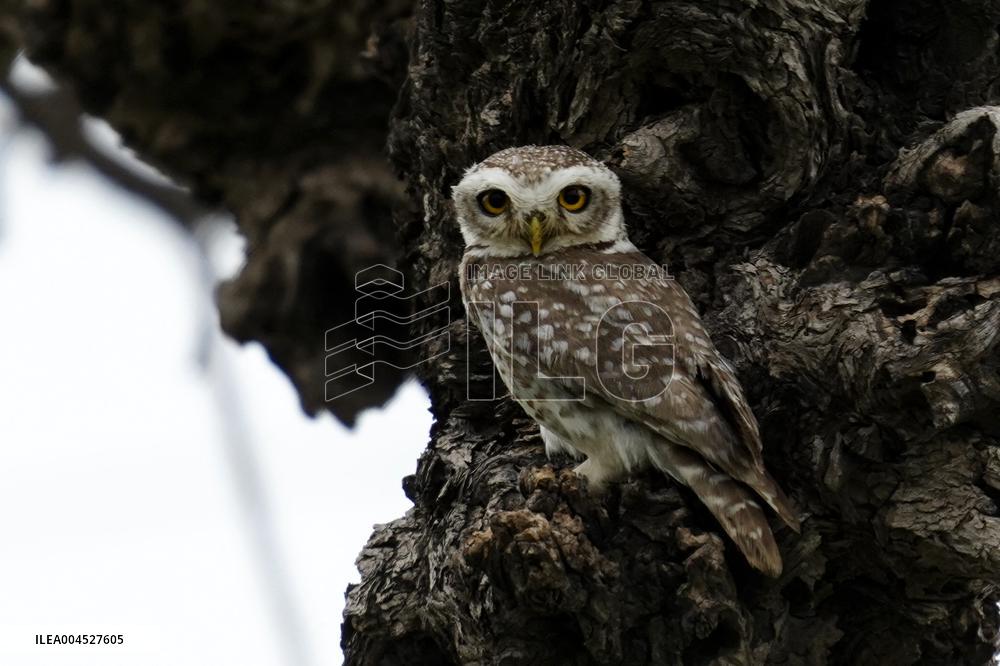 Spotted Owl in Ajmer's Outskirts - India