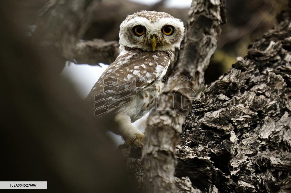 Spotted Owl in Ajmer's Outskirts - India