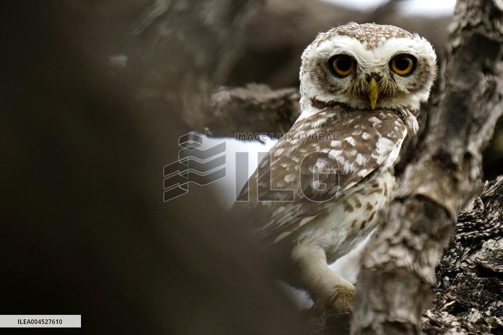 Spotted Owl in Ajmer's Outskirts - India