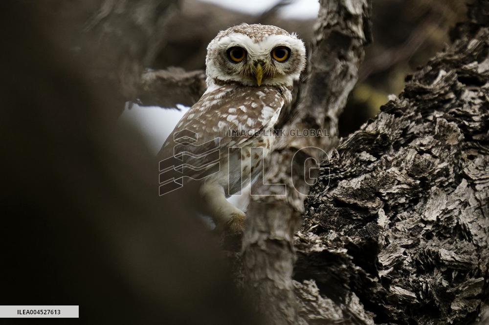 Spotted Owl in Ajmer's Outskirts - India