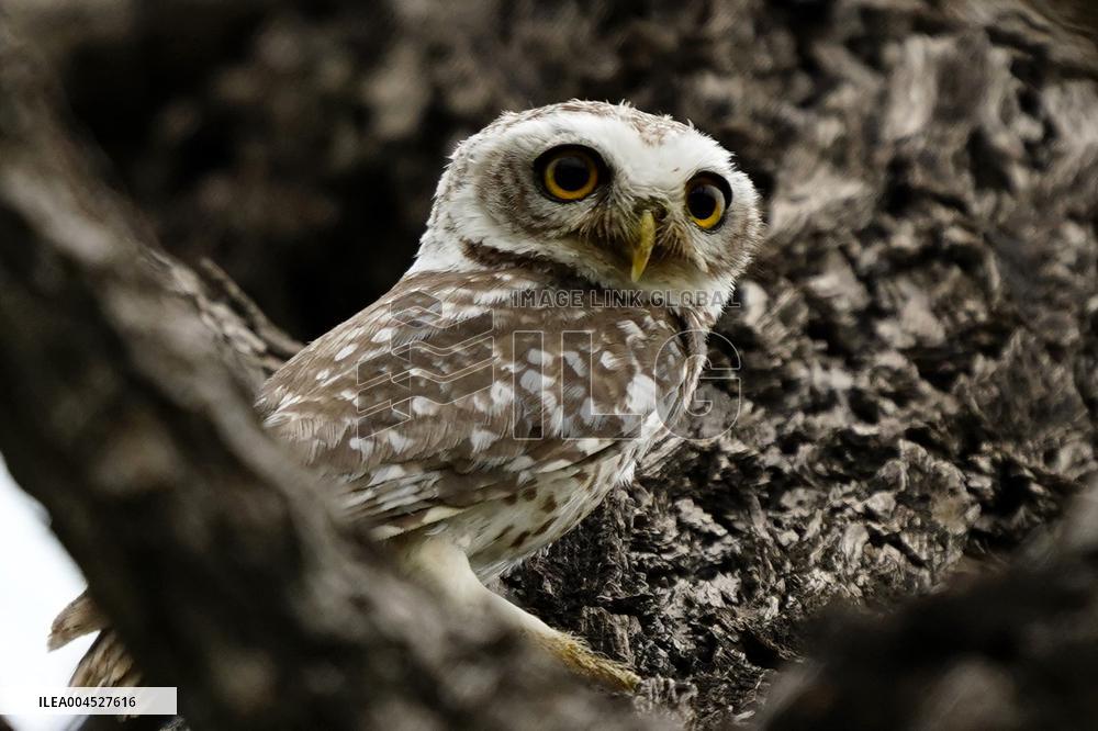 Spotted Owl in Ajmer's Outskirts - India