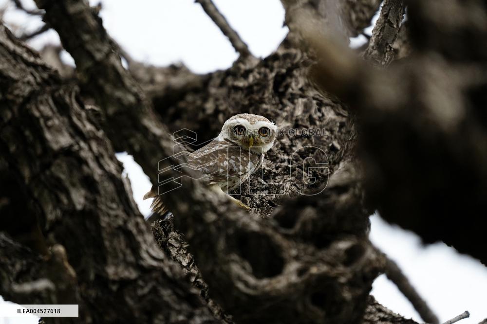 Spotted Owl in Ajmer's Outskirts - India