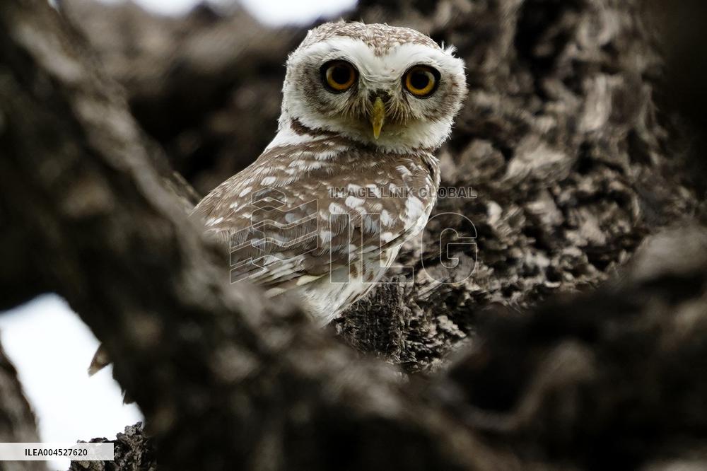 Spotted Owl in Ajmer's Outskirts - India