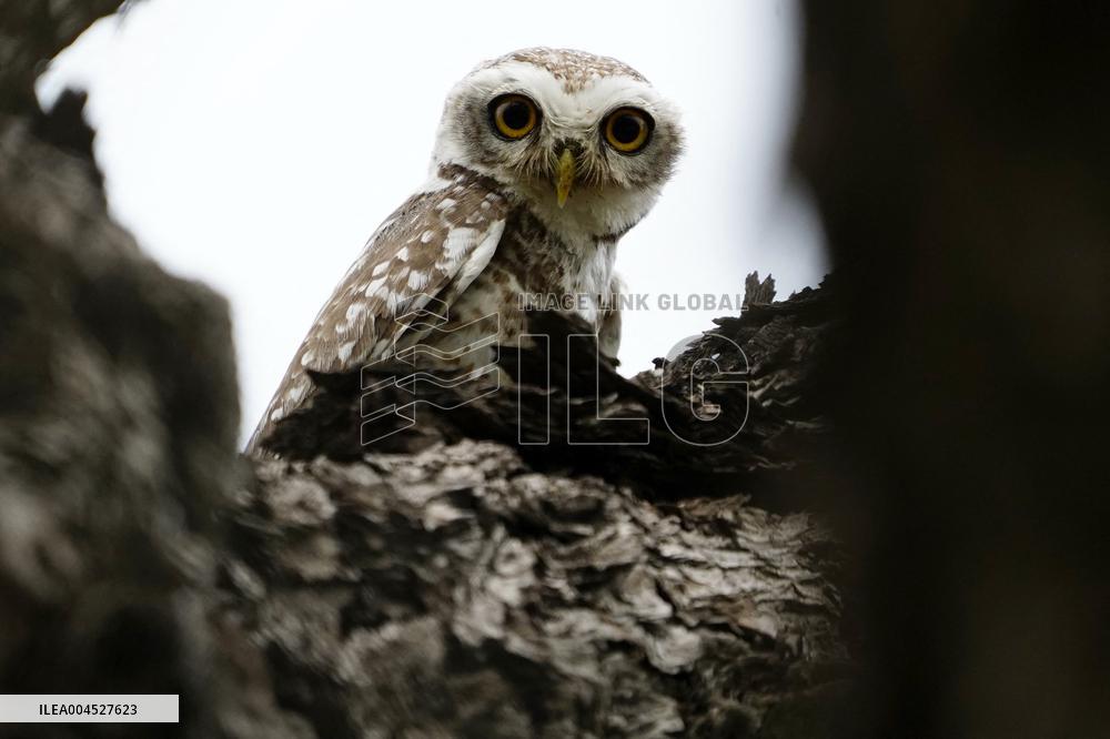 Spotted Owl in Ajmer's Outskirts - India