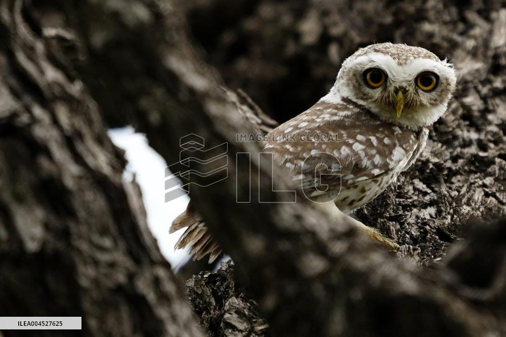 Spotted Owl in Ajmer's Outskirts - India