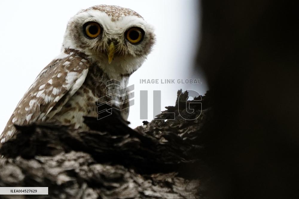 Spotted Owl in Ajmer's Outskirts - India