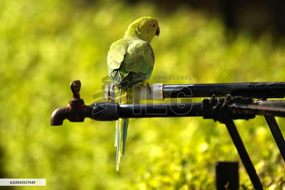 Parrot Quenches Thirst at Tap in Ajmer Heat - India