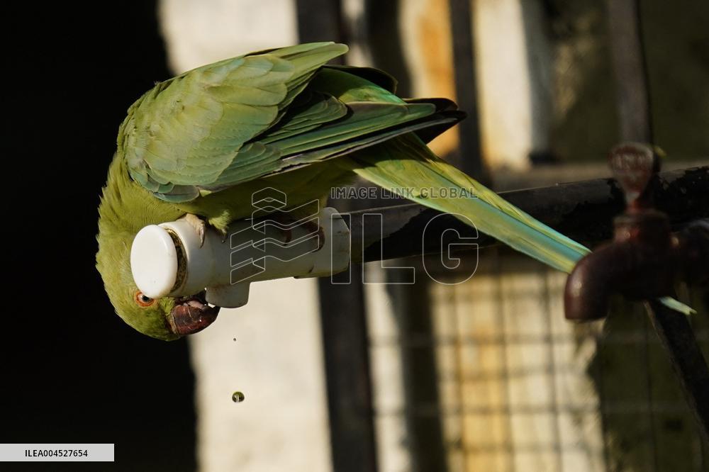 Parrot Quenches Thirst at Tap in Ajmer Heat - India