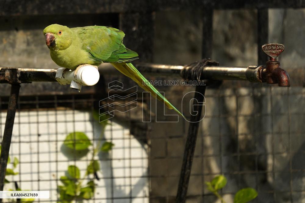 Parrot Quenches Thirst at Tap in Ajmer Heat - India