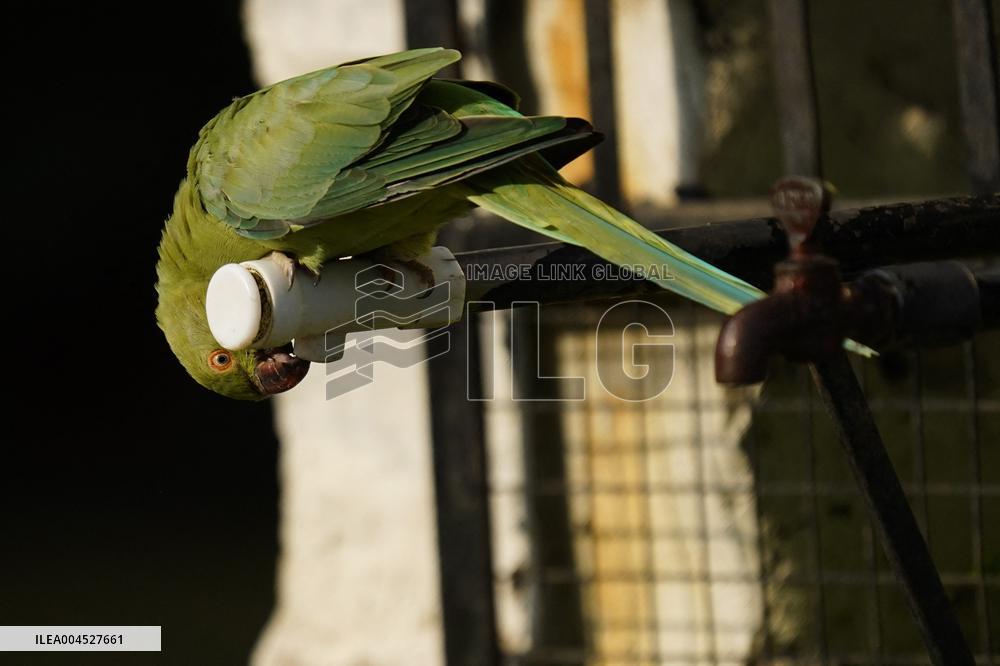 Parrot Quenches Thirst at Tap in Ajmer Heat - India