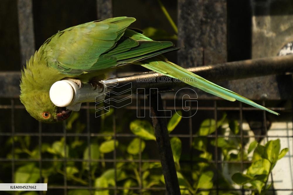 Parrot Quenches Thirst at Tap in Ajmer Heat - India
