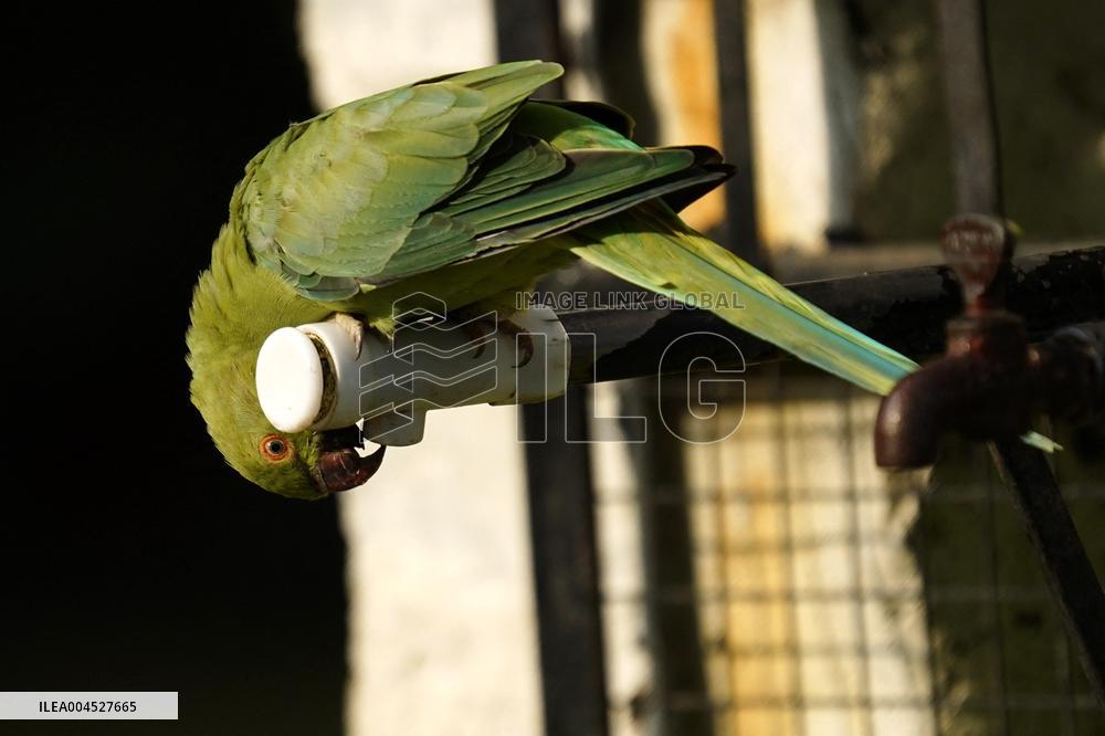 Parrot Quenches Thirst at Tap in Ajmer Heat - India