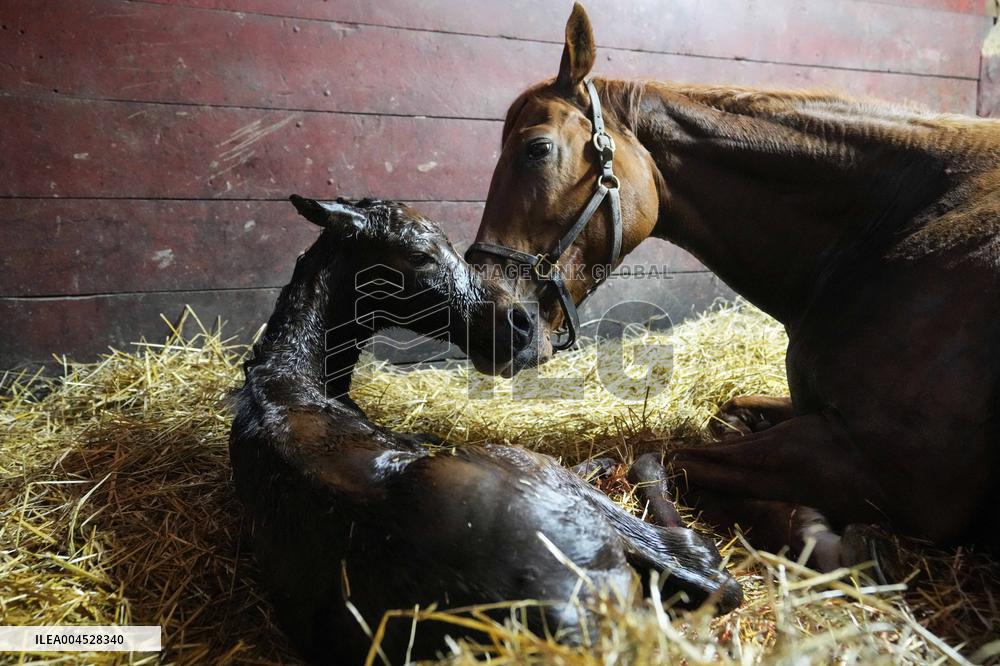 Foaling At Silver Duck Stable - Canada