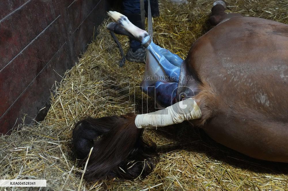 Foaling At Silver Duck Stable - Canada
