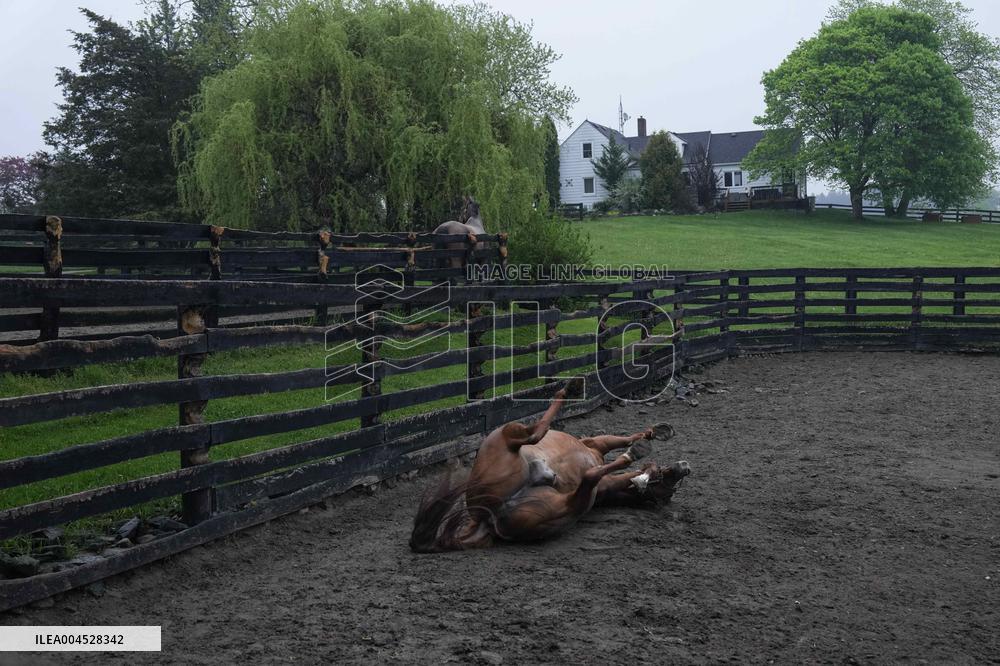 Foaling At Silver Duck Stable - Canada