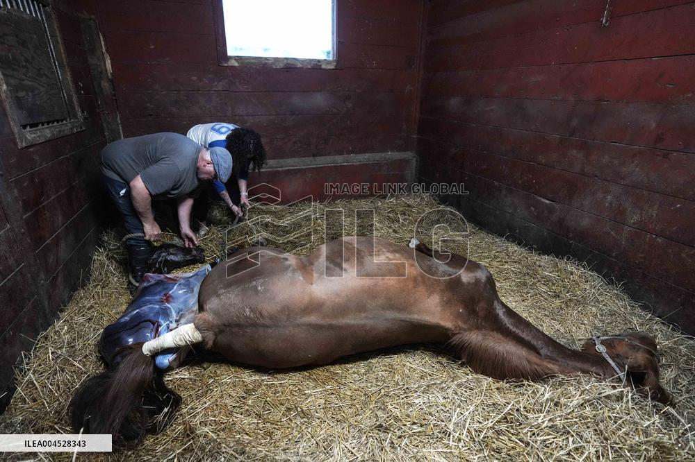 Foaling At Silver Duck Stable - Canada