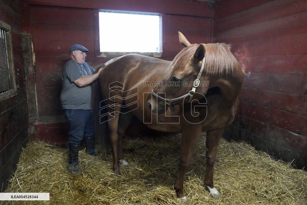 Foaling At Silver Duck Stable - Canada