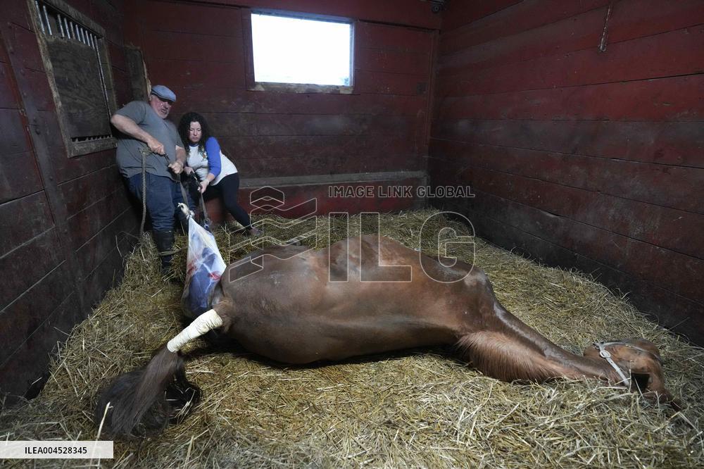 Foaling At Silver Duck Stable - Canada
