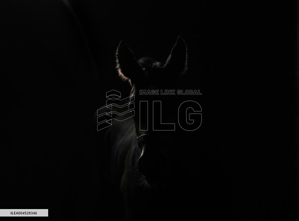 Foaling At Silver Duck Stable - Canada