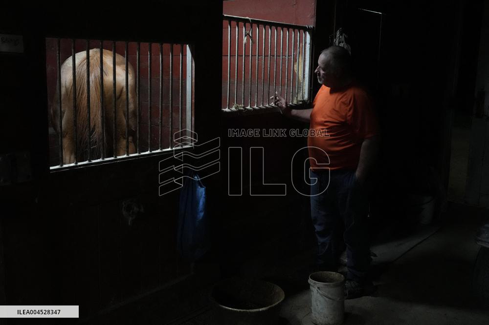 Foaling At Silver Duck Stable - Canada