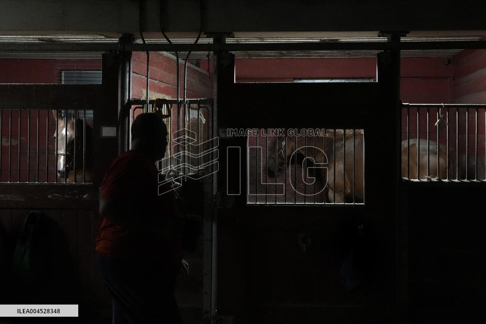 Foaling At Silver Duck Stable - Canada