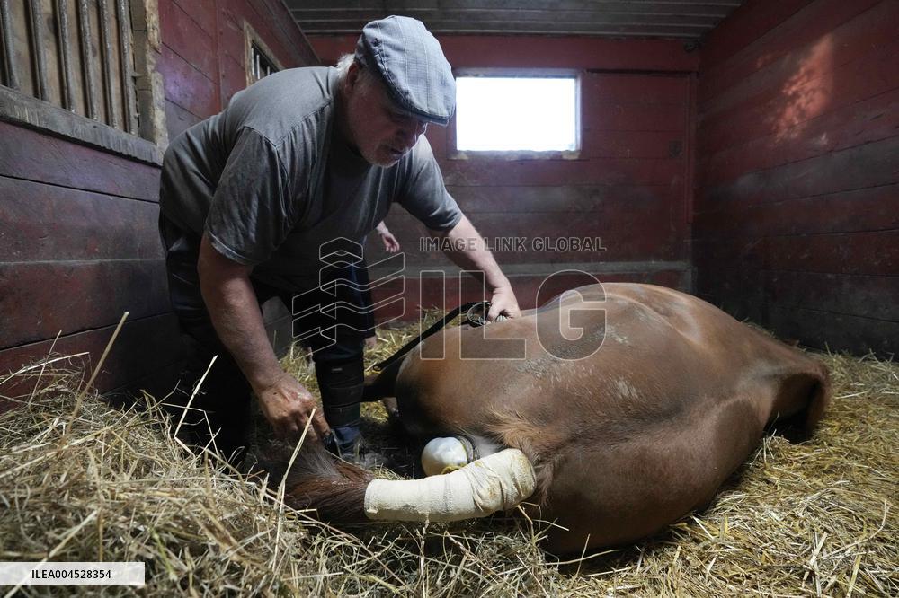 Foaling At Silver Duck Stable - Canada